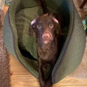 PB Jagt Fleece Hundeseng