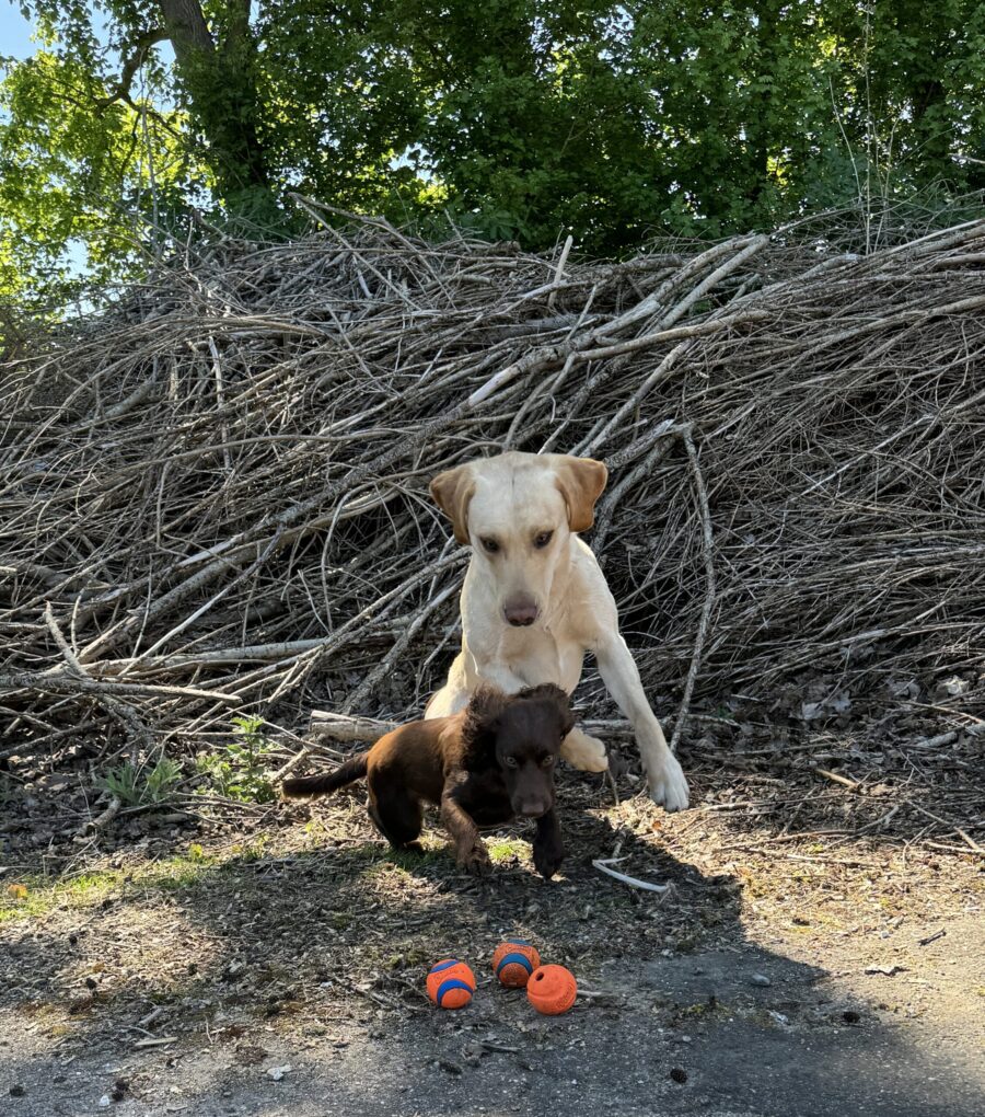 Chunckit Fetch Medley Bolde (3 stk) - Image 2
