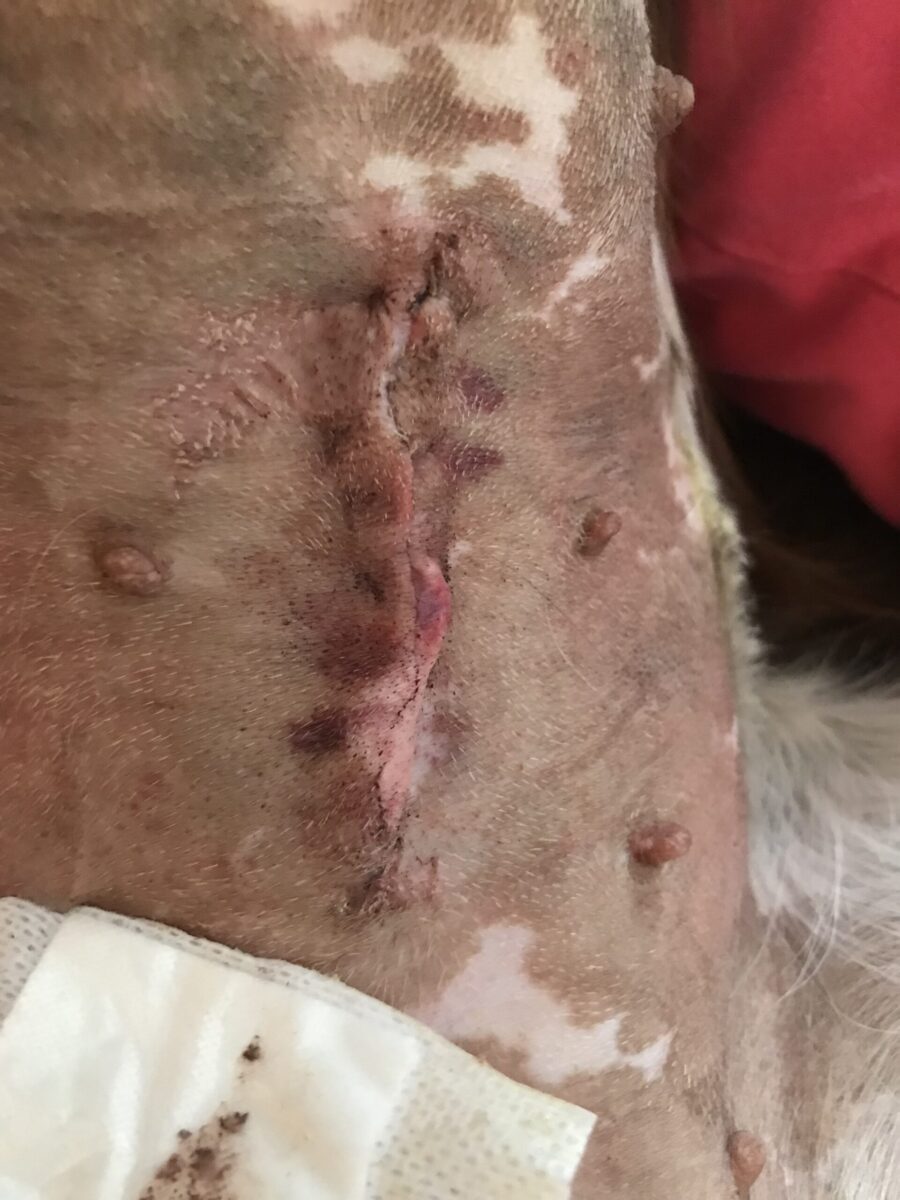 Photizo vetcare - Image 13