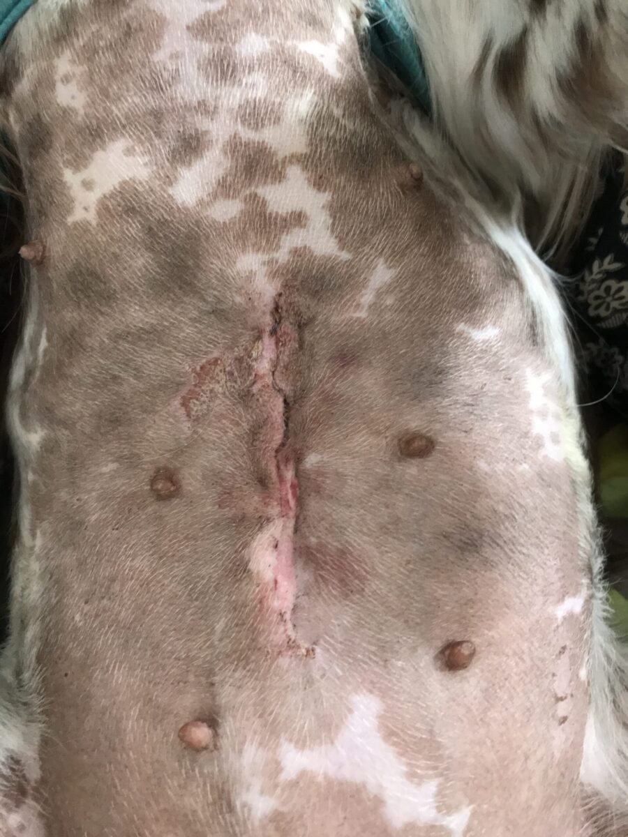 Photizo vetcare - Image 11