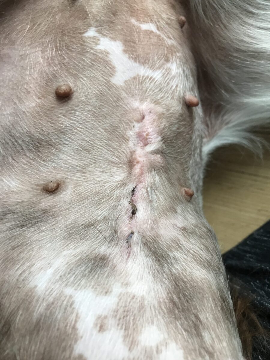 Photizo vetcare - Image 10